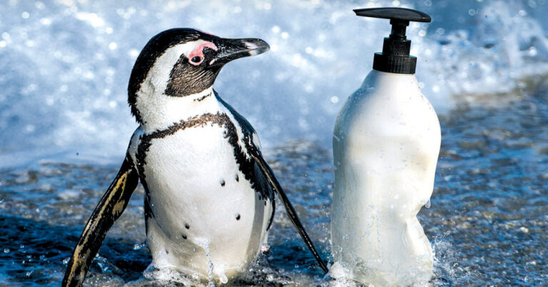 Pinguin Plastik Plastikkampagne OceanCare