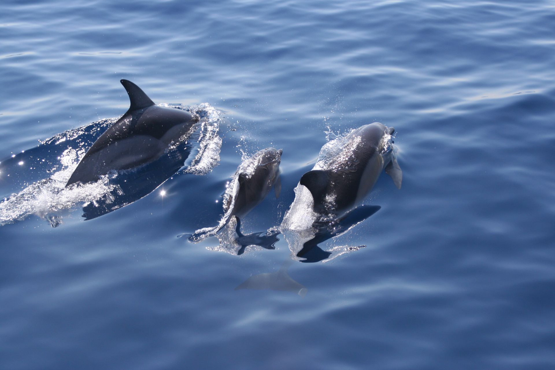 Ionian Dolphin Project