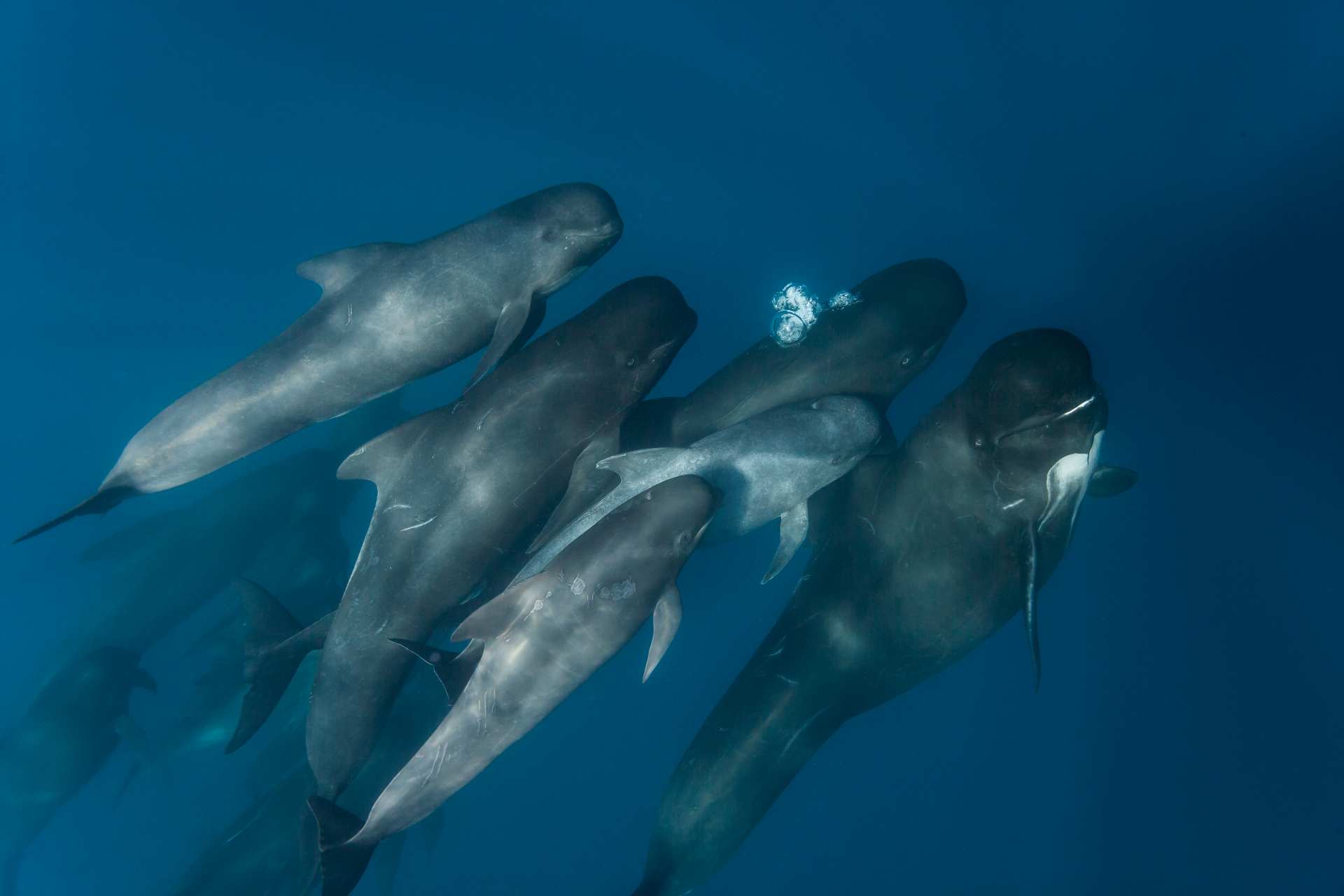 Animal rights group: Faeroes should end dolphin slaughters