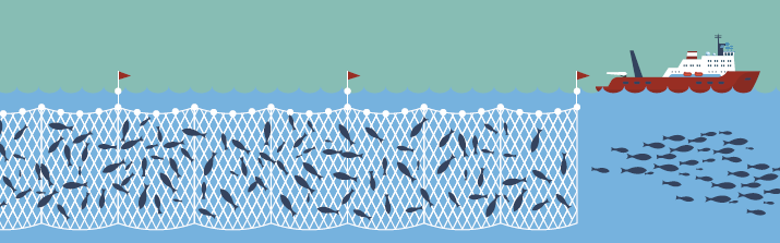 Treibnetzfischerei Grafik | OceanCare