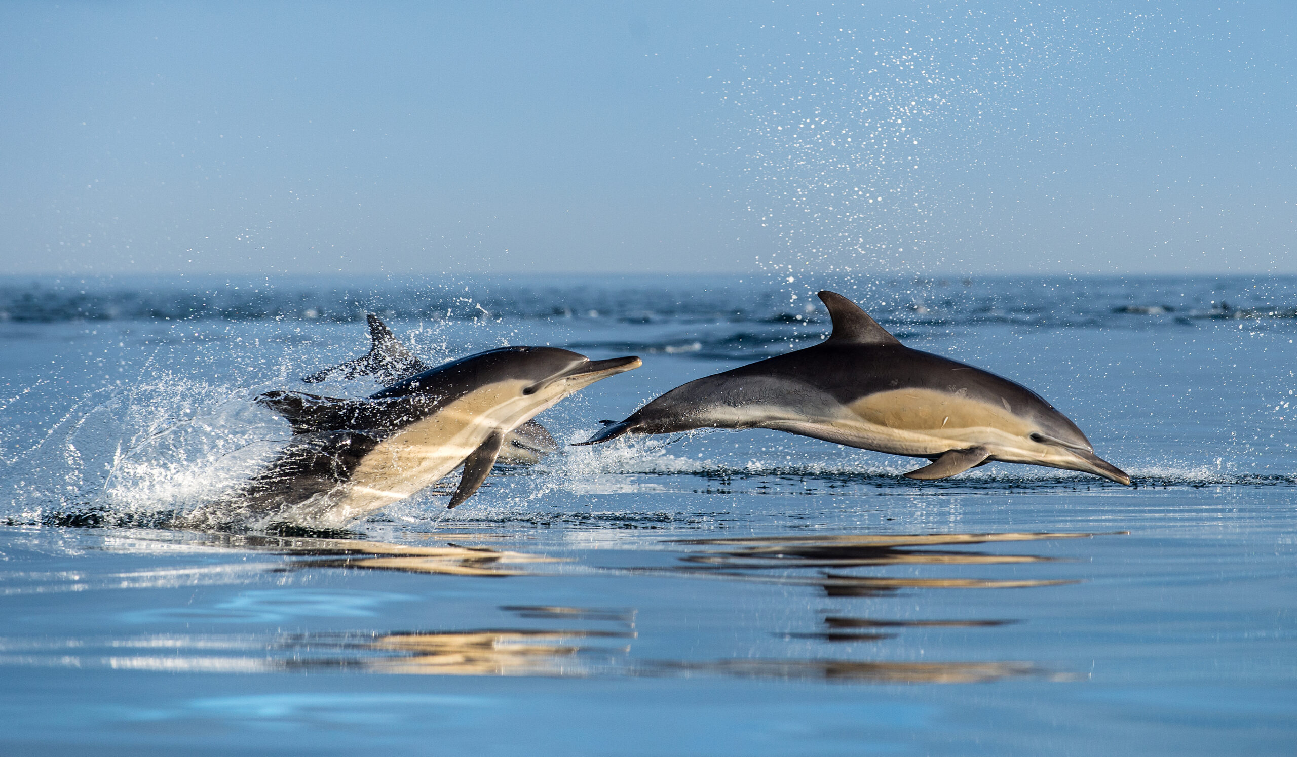 Delfine | Oceancare