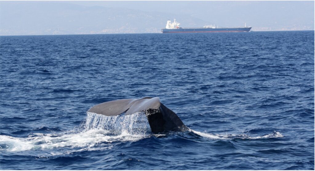 Whale tail in front of a merchant vessel